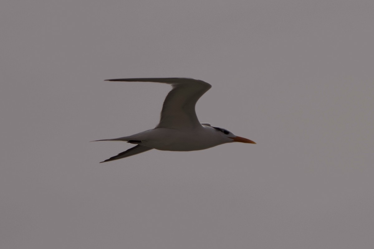 Royal Tern - ML644819589