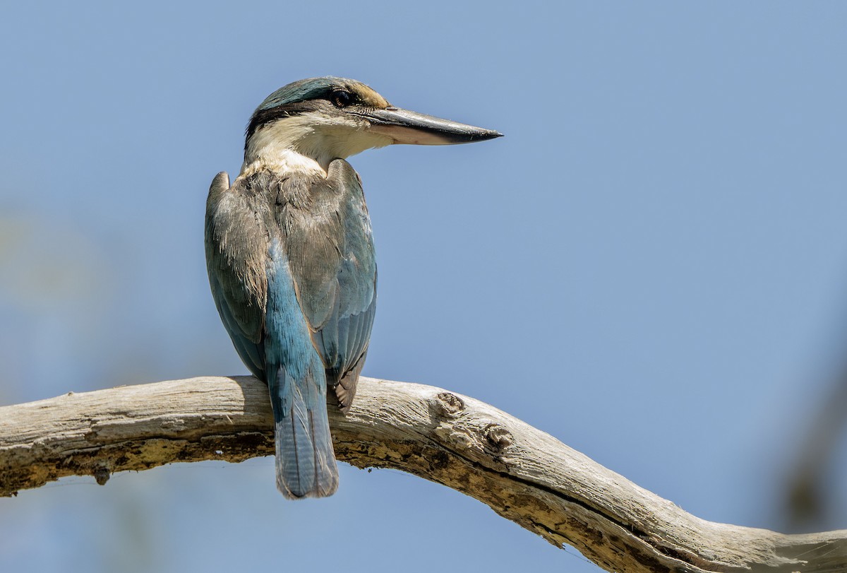 Sacred Kingfisher - ML644819590
