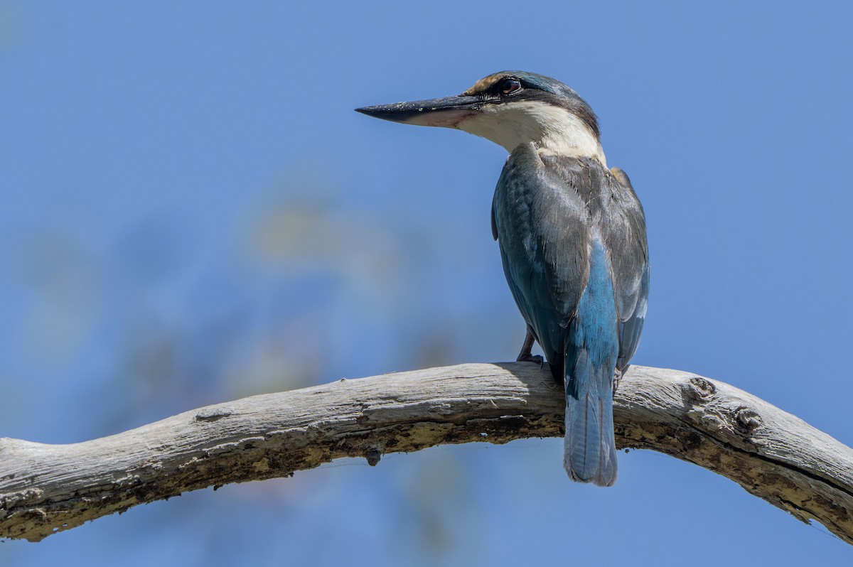 Sacred Kingfisher - ML644819591