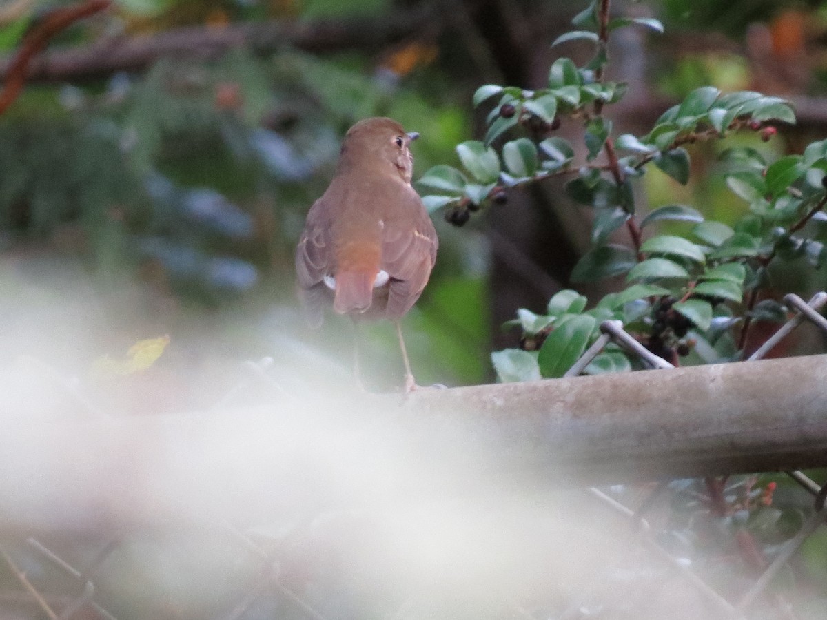 Hermit Thrush - ML644819592