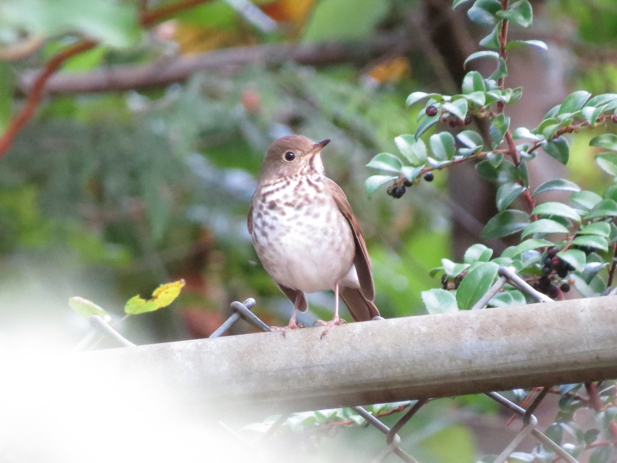 Hermit Thrush - ML644819593