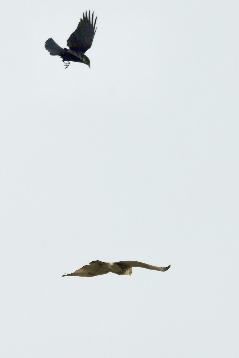 Red-tailed Hawk - ML644819628