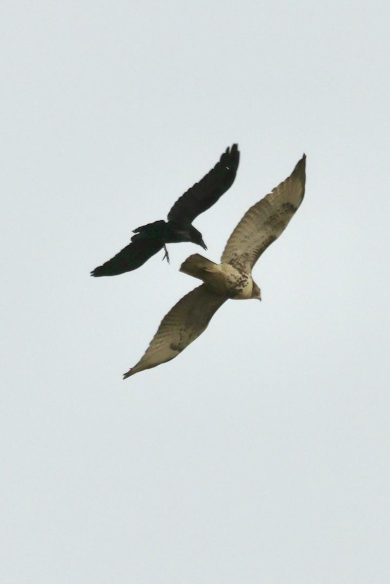 Red-tailed Hawk - ML644819631