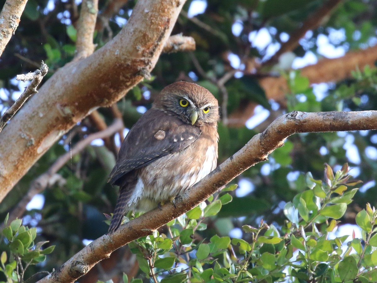 Austral Pygmy-Owl - ML644819659