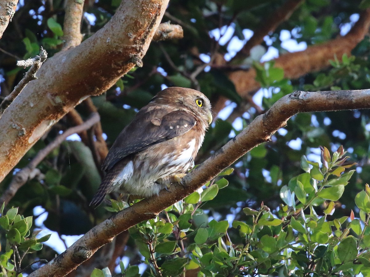 Austral Pygmy-Owl - ML644819660
