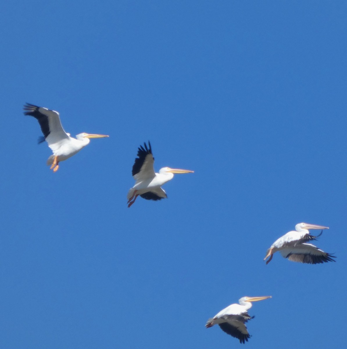 Amerika Pelikanı - ML644819662