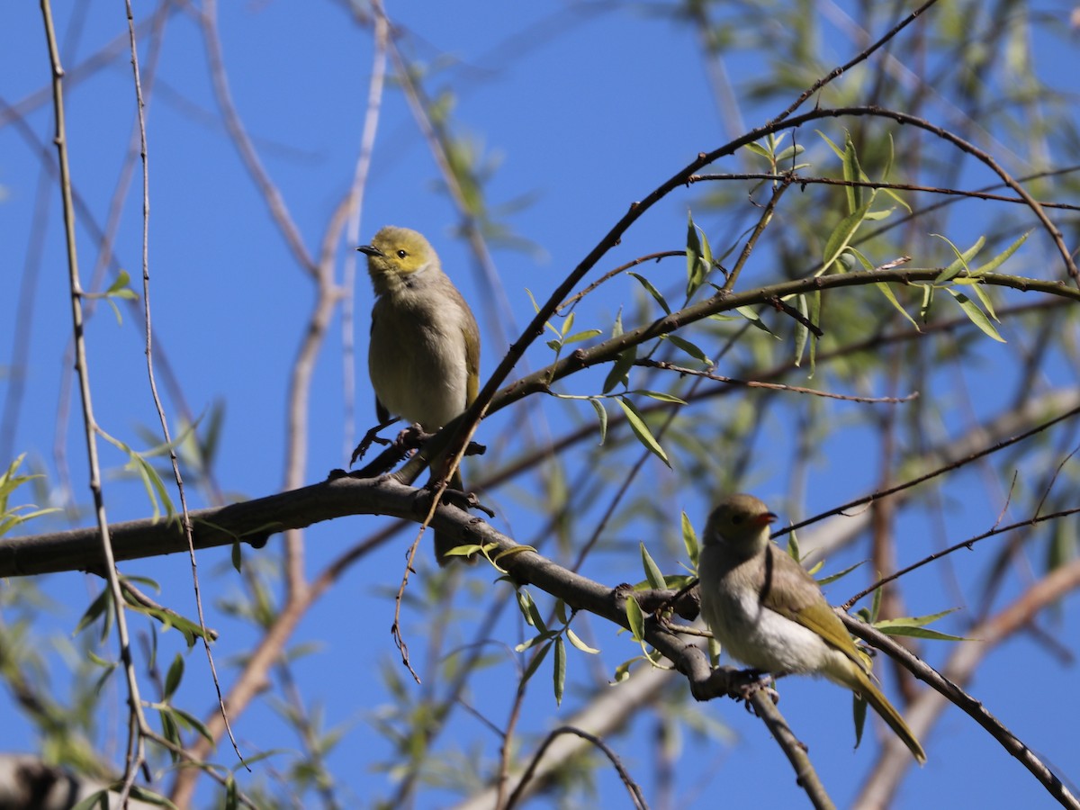 White-plumed Honeyeater - ML644819668