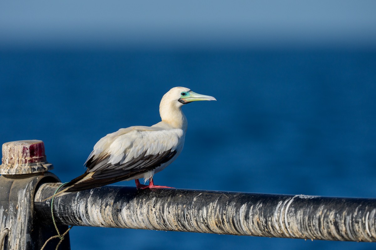Red-footed Booby - ML644819670
