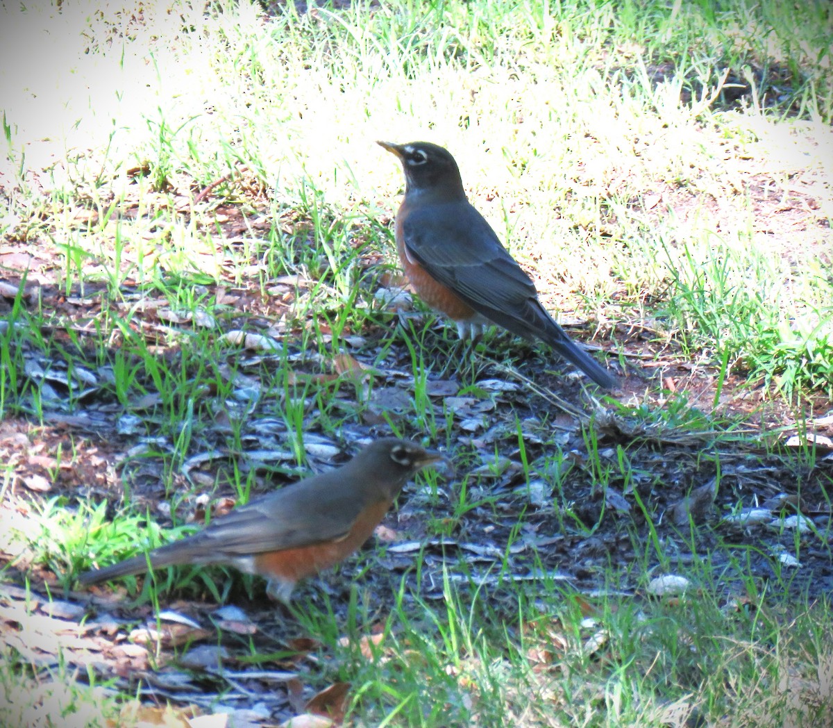 Дрізд мандрівний - ML644819711