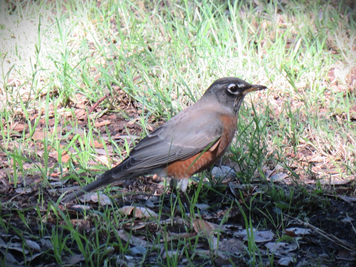 Дрізд мандрівний - ML644819720