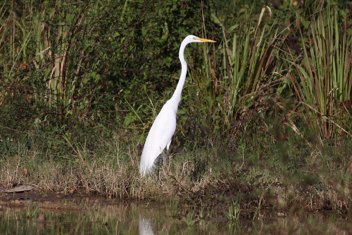 volavka bílá - ML644819726