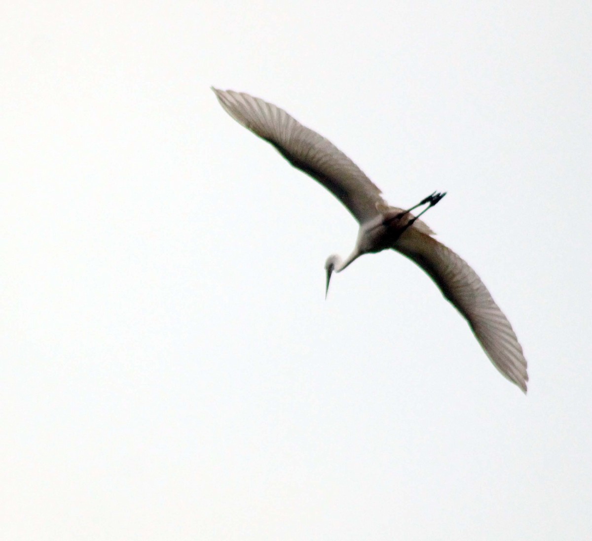 volavka bílá - ML644819728