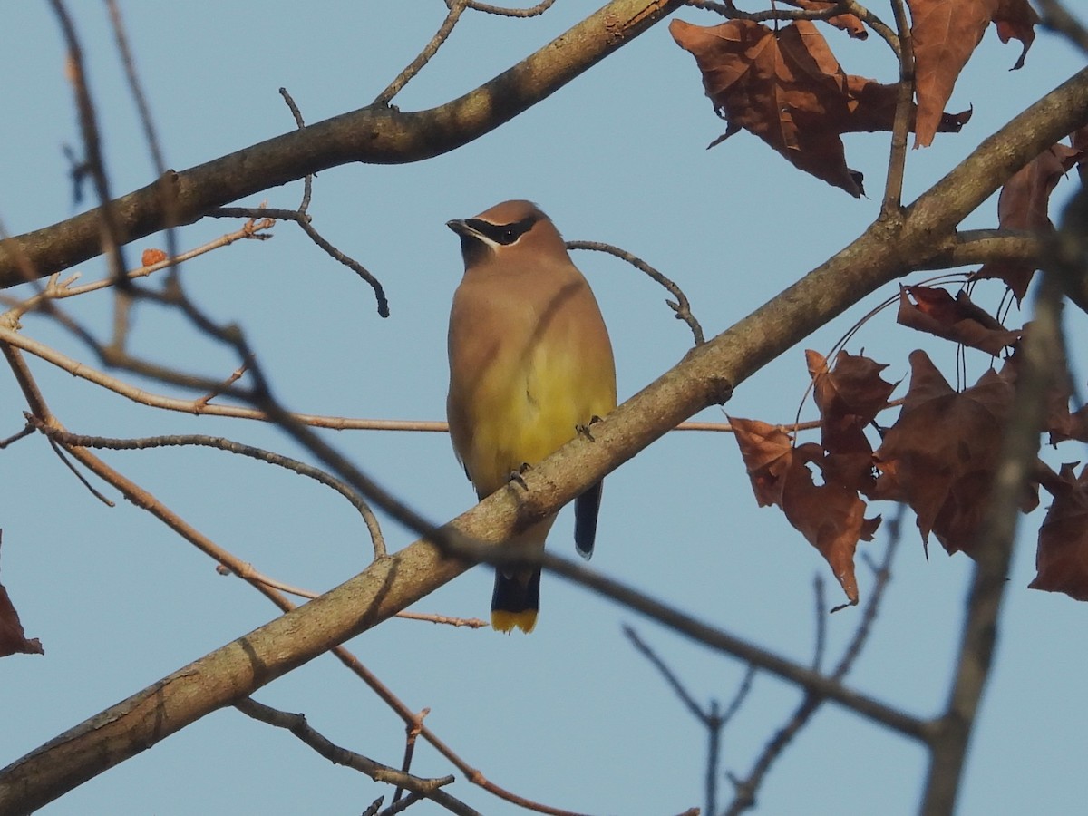 Cedar Waxwing - ML644819733