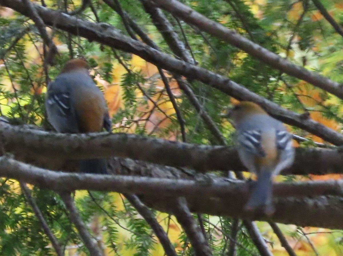 Pine Grosbeak - ML644819785
