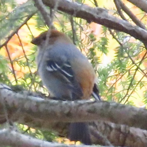 Pine Grosbeak - ML644819793