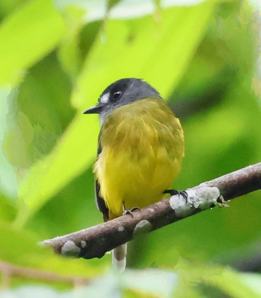 Ornate Flycatcher - ML644819796