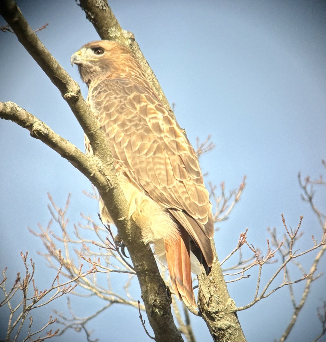 Red-tailed Hawk - ML644819798