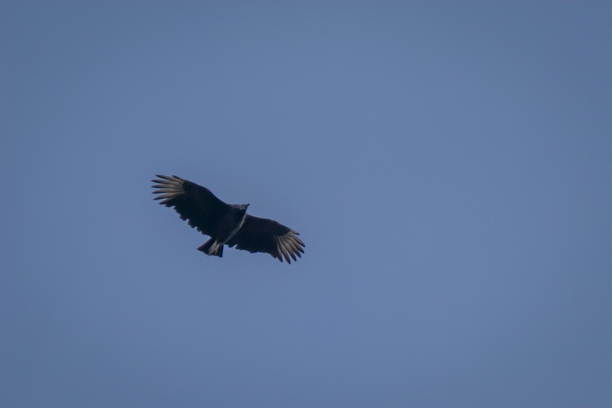 Чёрная катарта - ML644819855