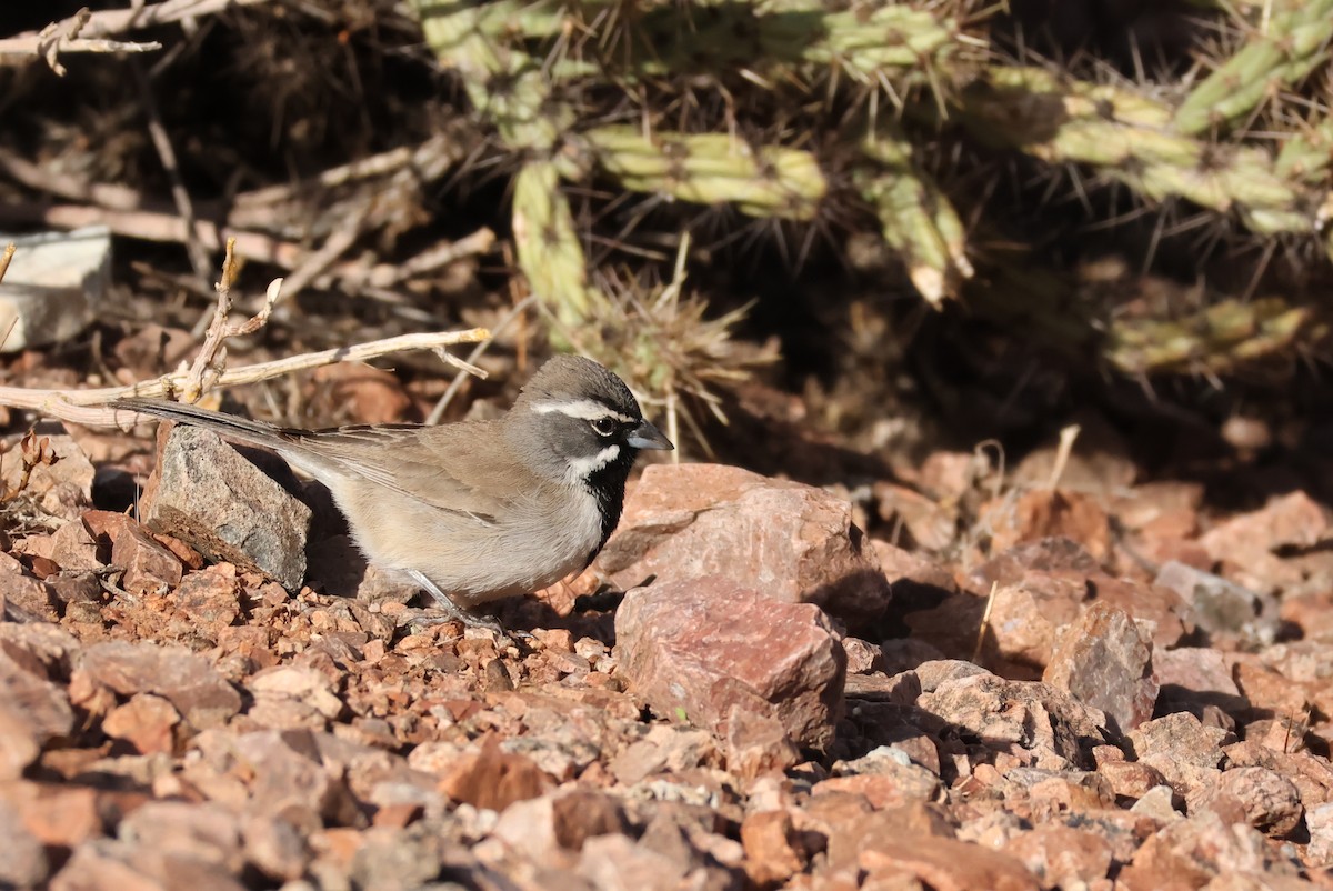 svartstrupespurv - ML644819858