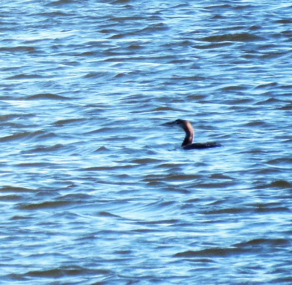 Черноклювая гагара - ML644819862