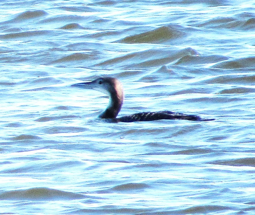 Черноклювая гагара - ML644819878