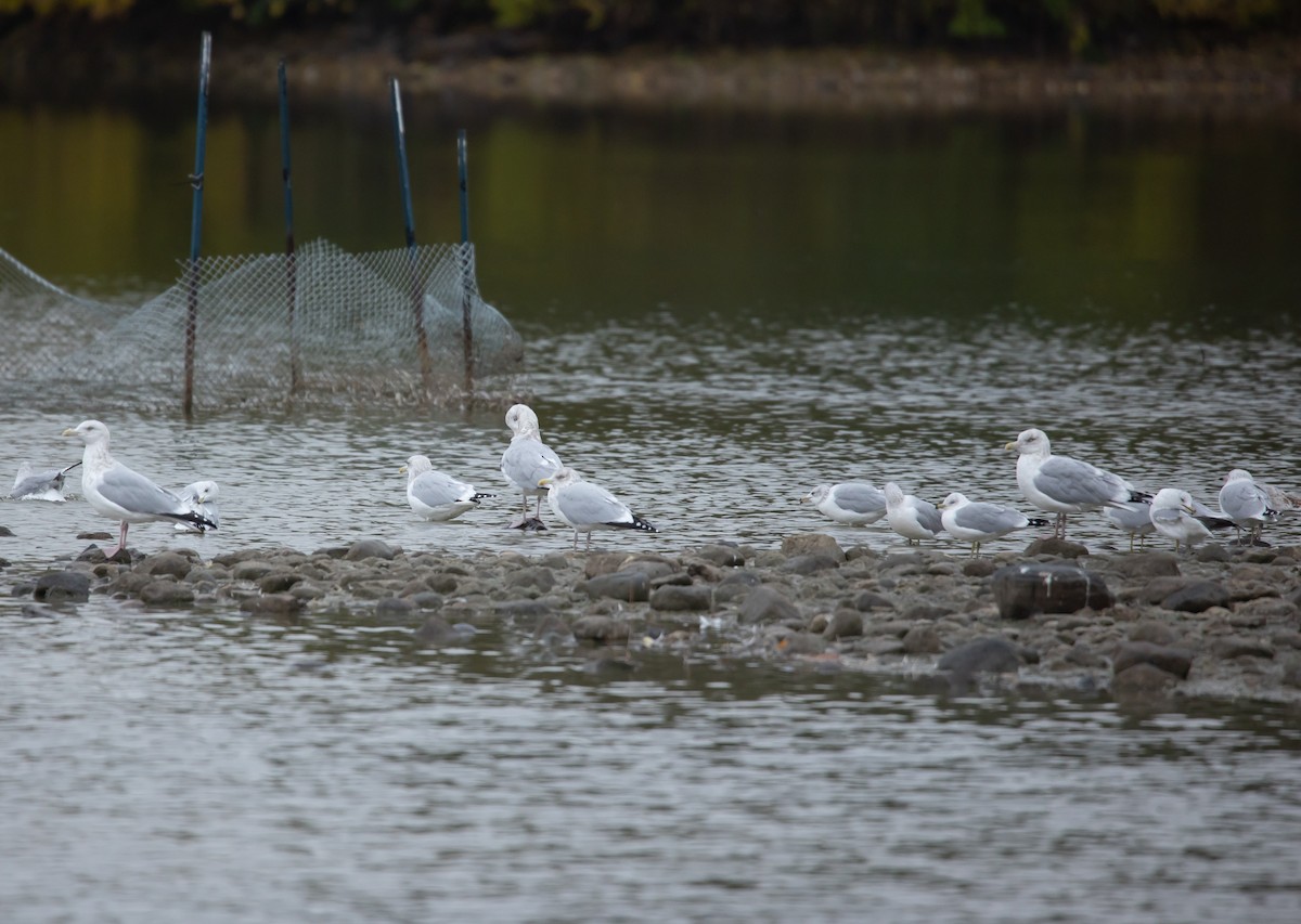 American Herring Gull - ML644819880