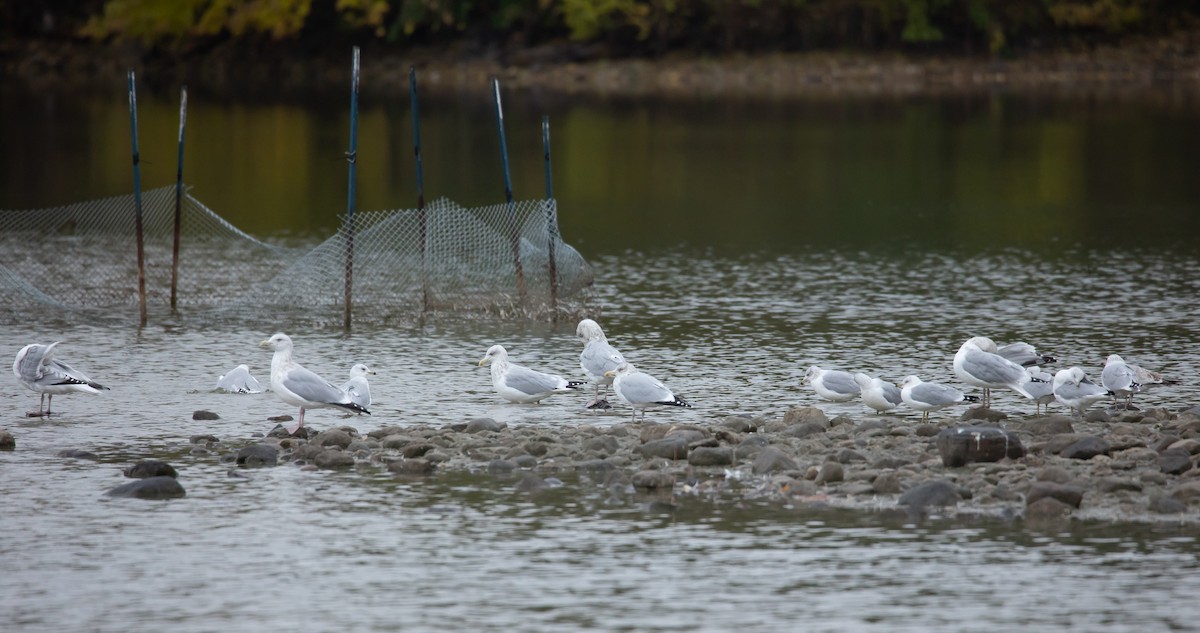 American Herring Gull - ML644819881
