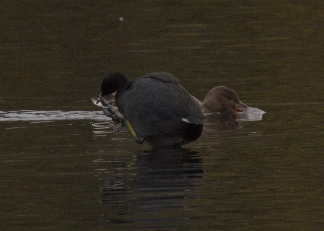 Foulque d'Amérique - ML644819913