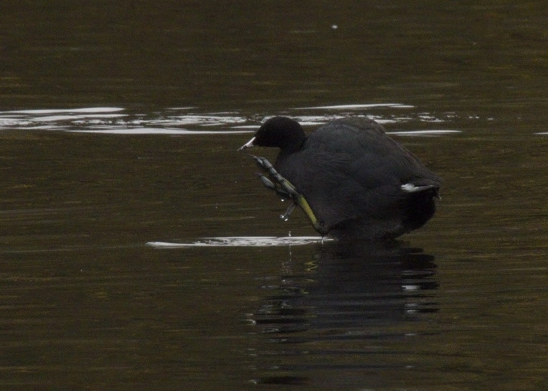 Foulque d'Amérique - ML644819914