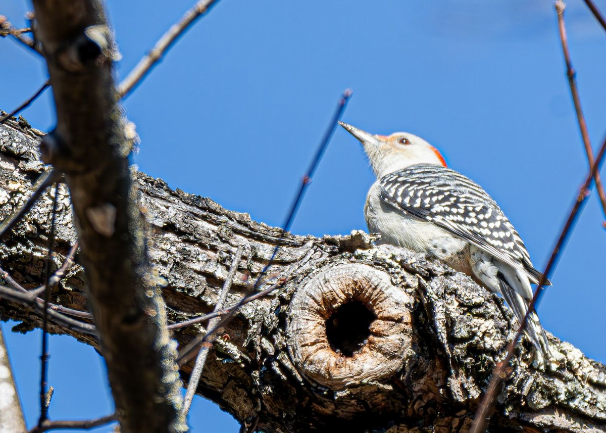 Carolinaspecht - ML644819918