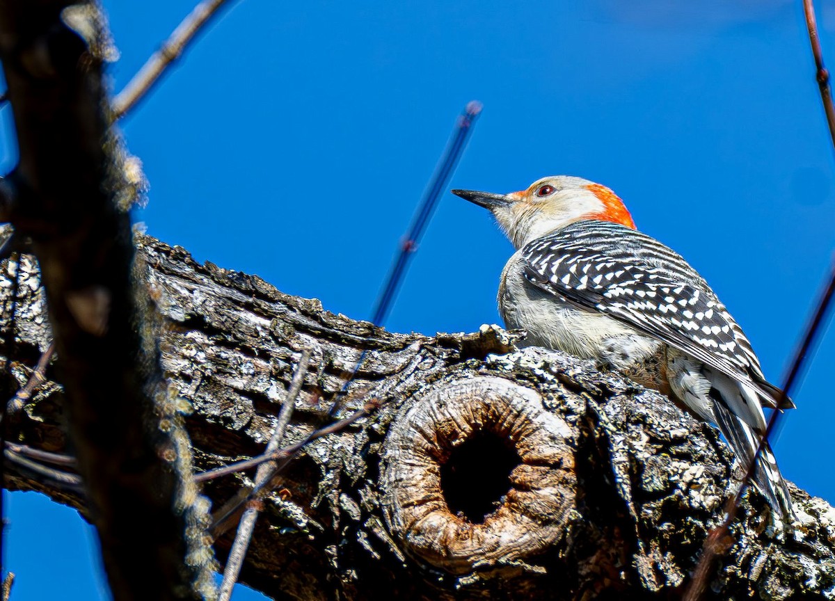 Carolinaspecht - ML644819921