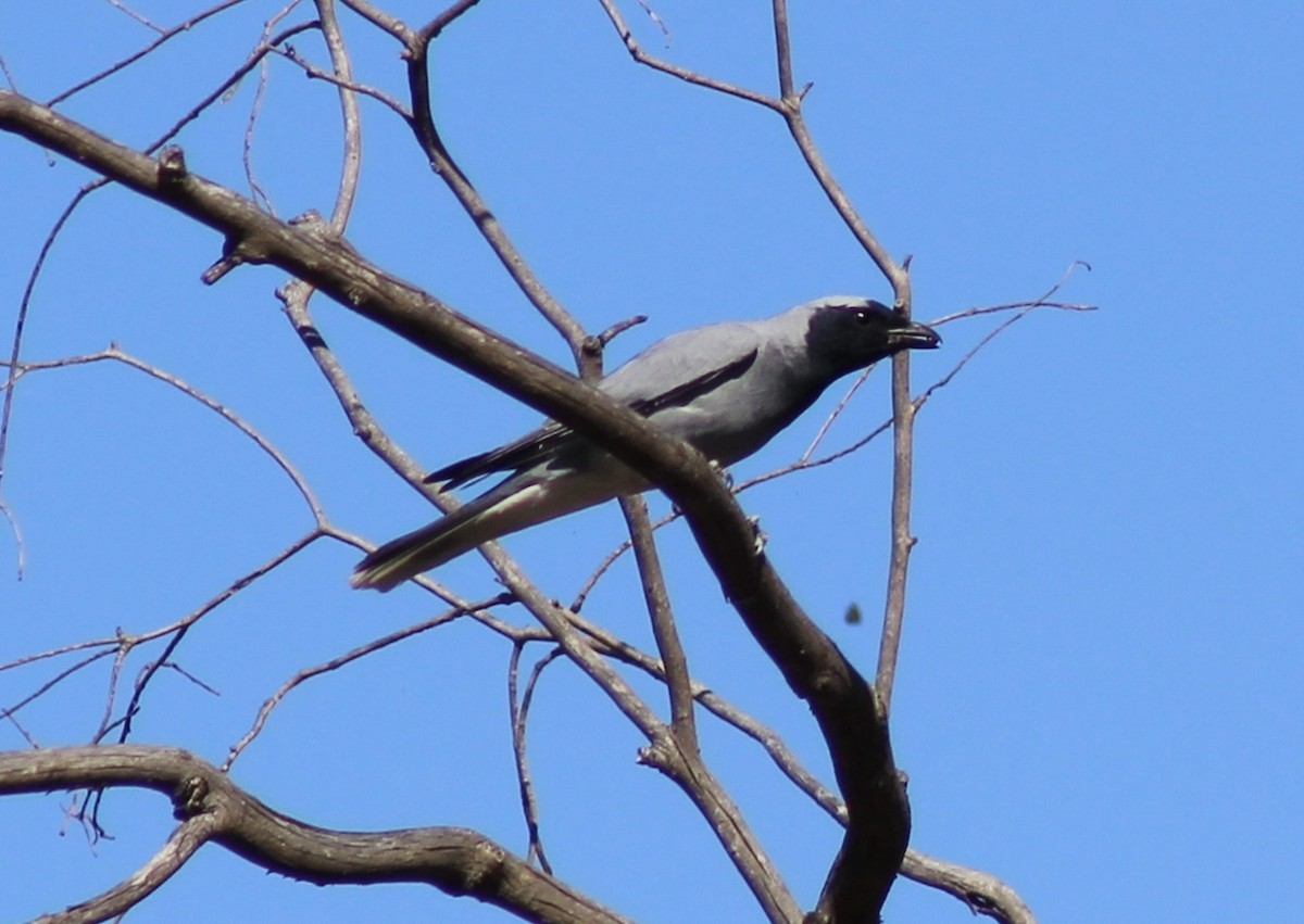 Black-faced Cuckooshrike - ML644819925