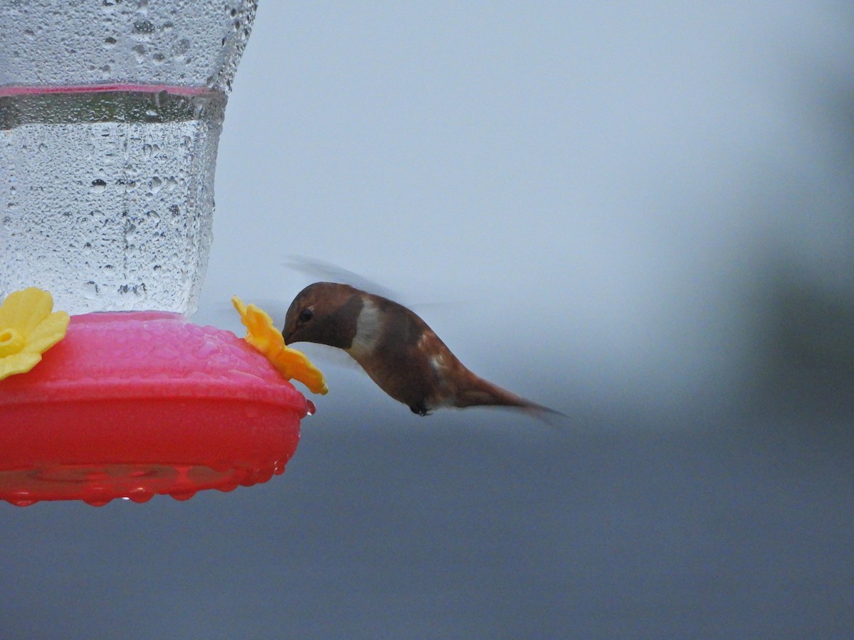 Rufous Hummingbird - ML644819930