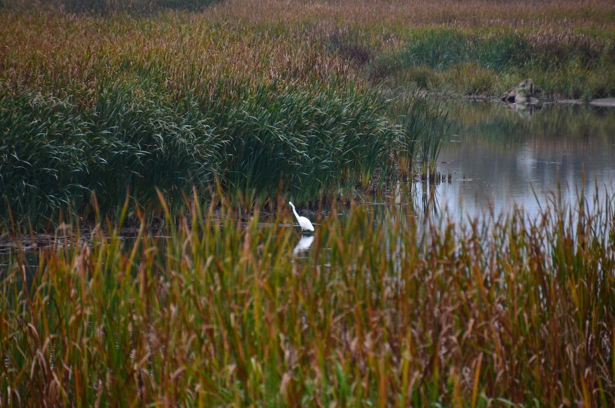 volavka bílá - ML644819940