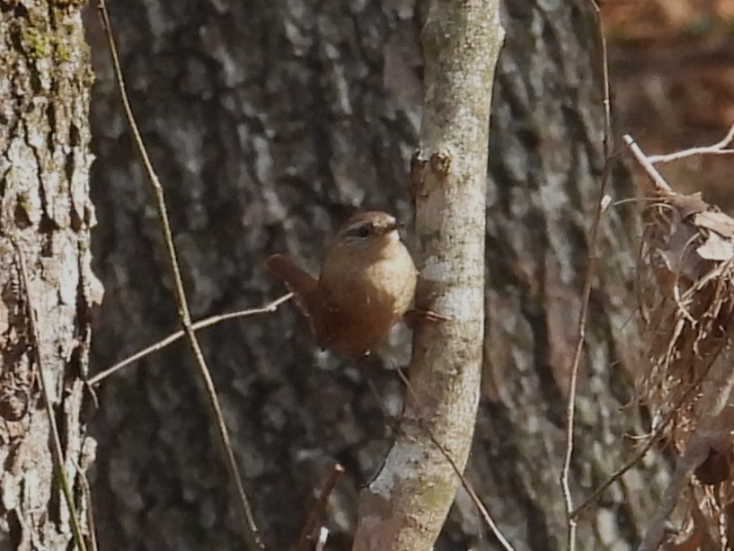 Winter Wren - ML644819952