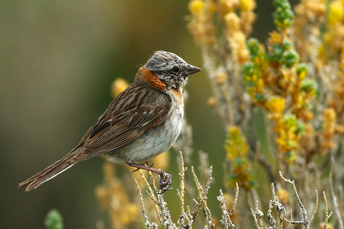 Morgenammer - ML644819953