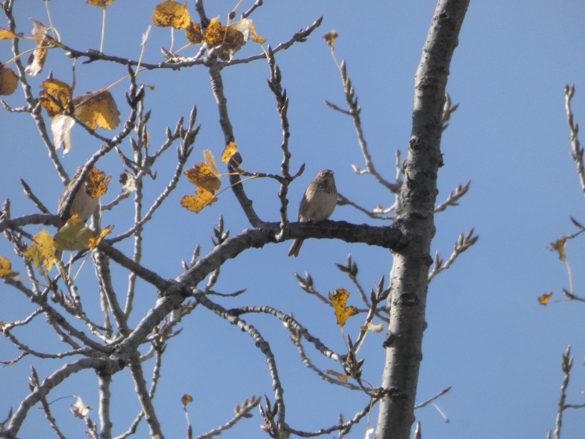 Vesper Sparrow - ML644819954