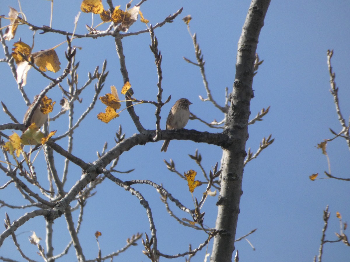Vesper Sparrow - ML644819955
