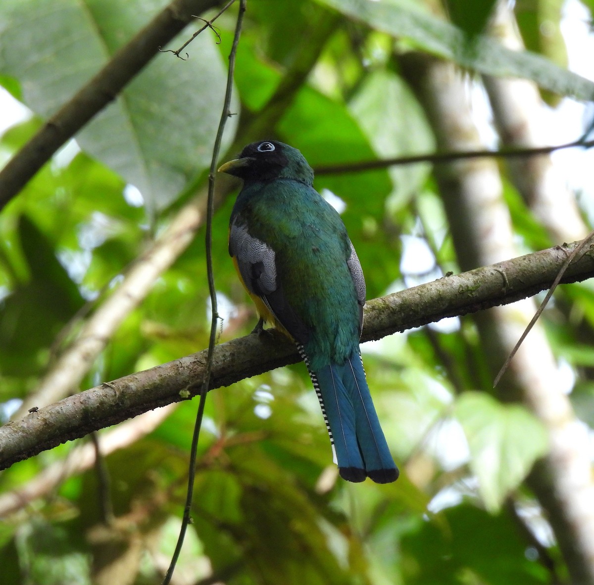 Graceful Black-throated Trogon - ML644819974