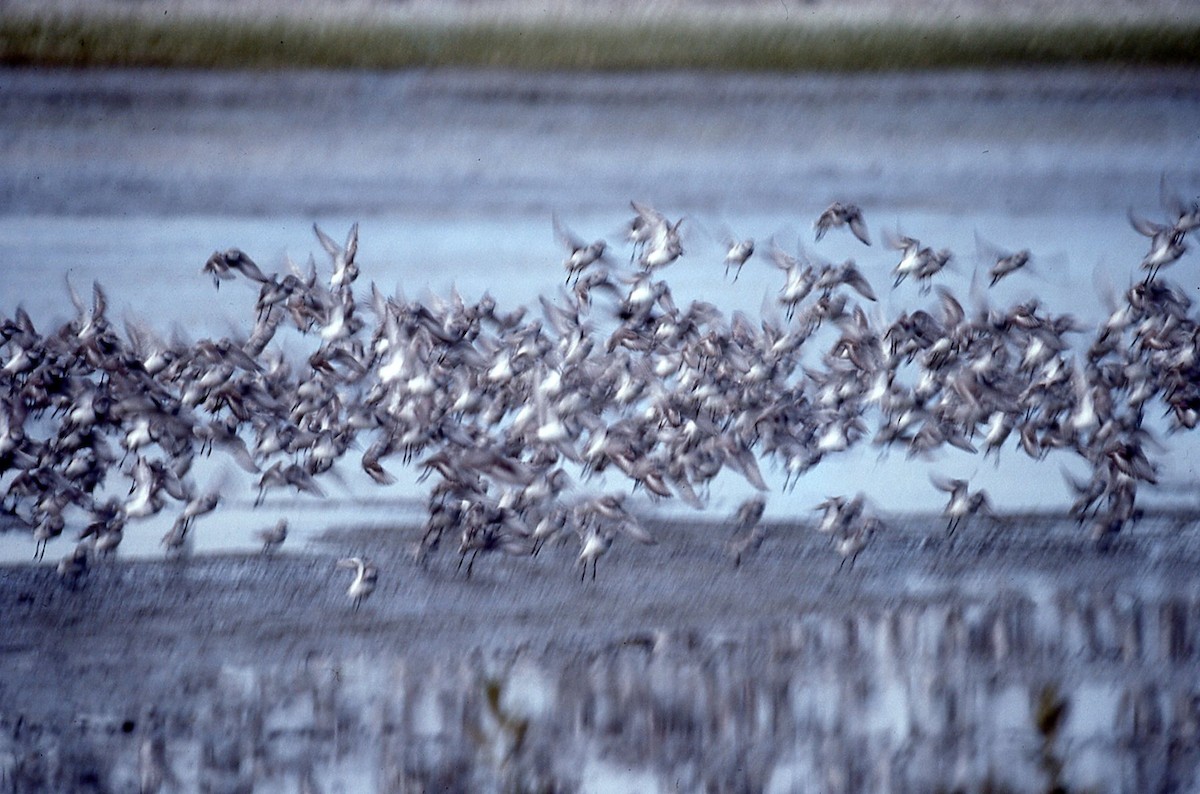 Wrybill - ML644819983