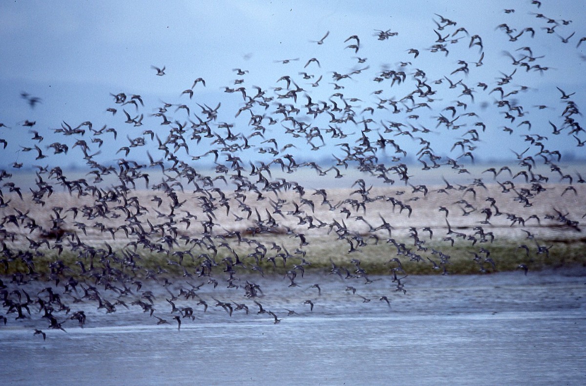 Wrybill - ML644819986