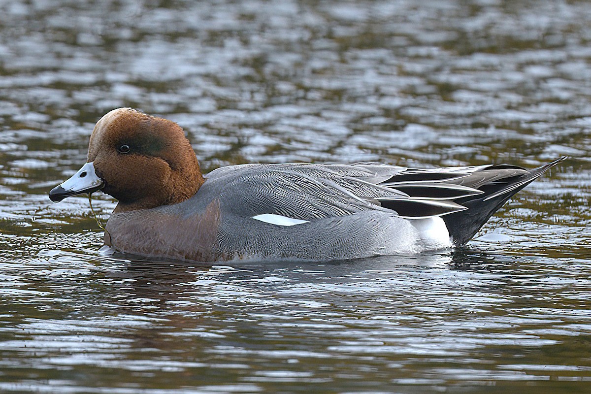 Eurasian Wigeon - ML644819988
