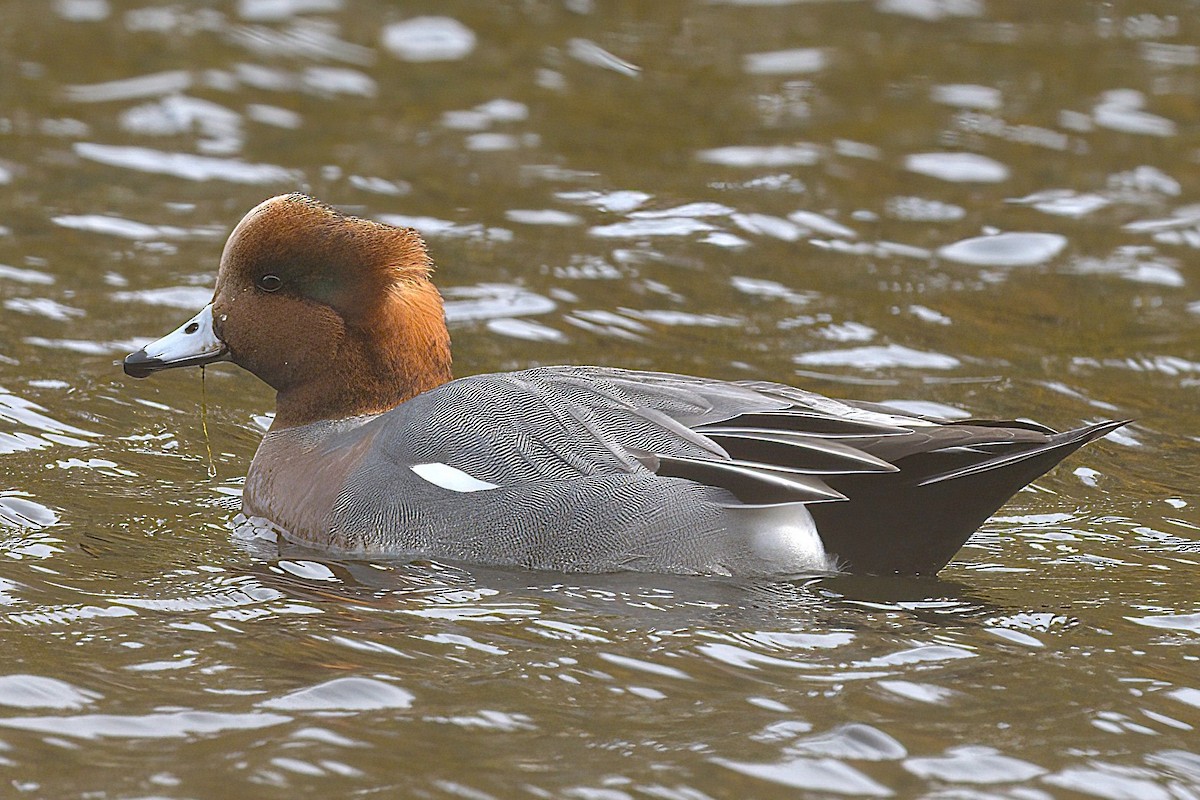 Eurasian Wigeon - ML644819989