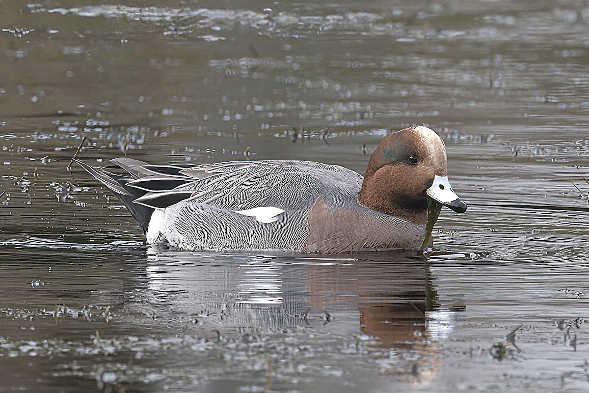 Eurasian Wigeon - ML644819990
