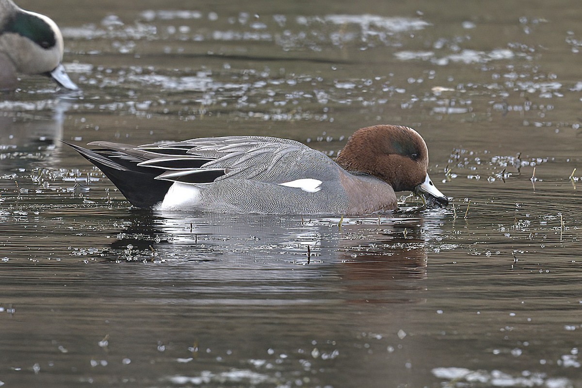 Eurasian Wigeon - ML644819991