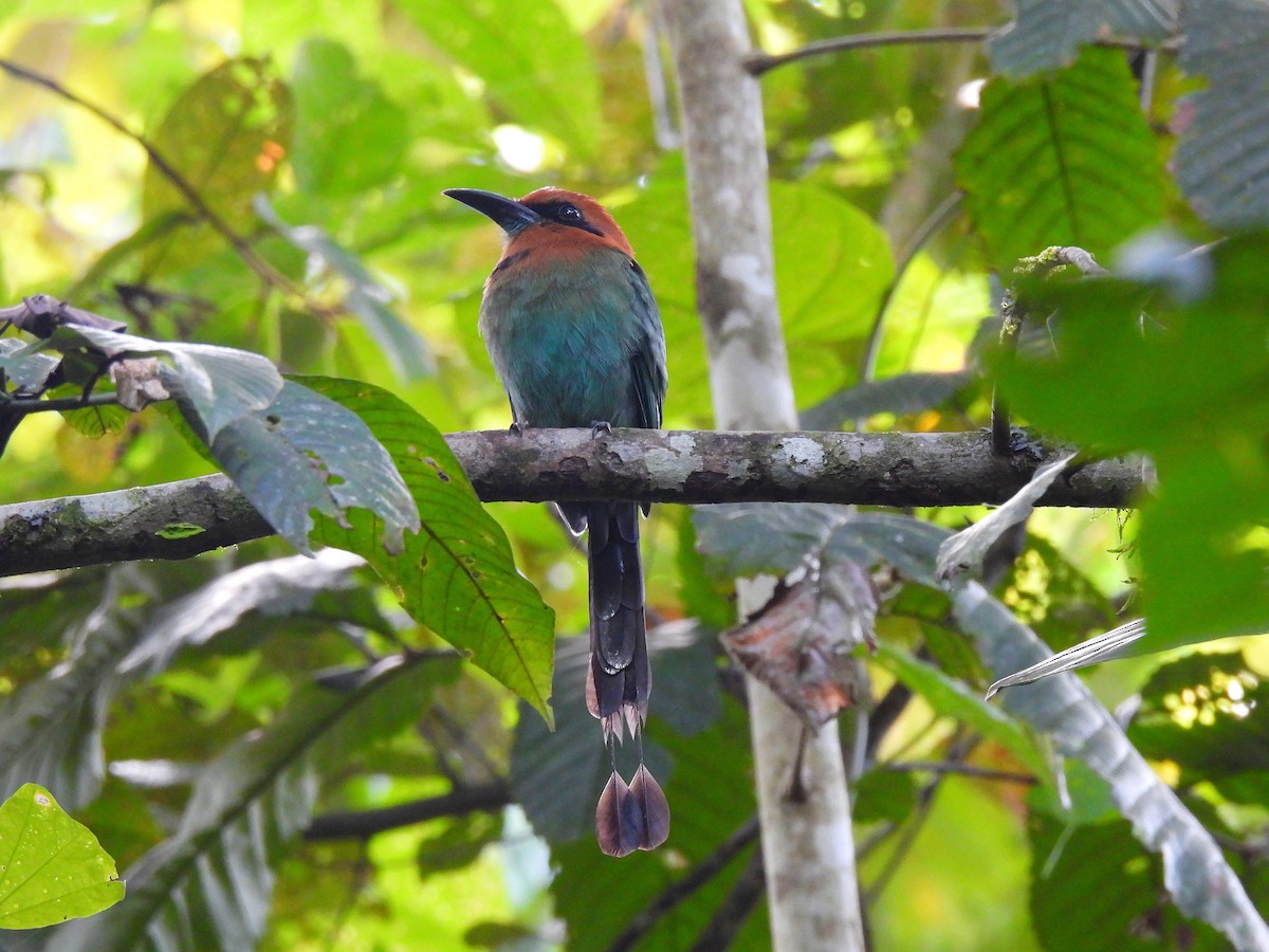 Broad-billed Motmot - ML644820009