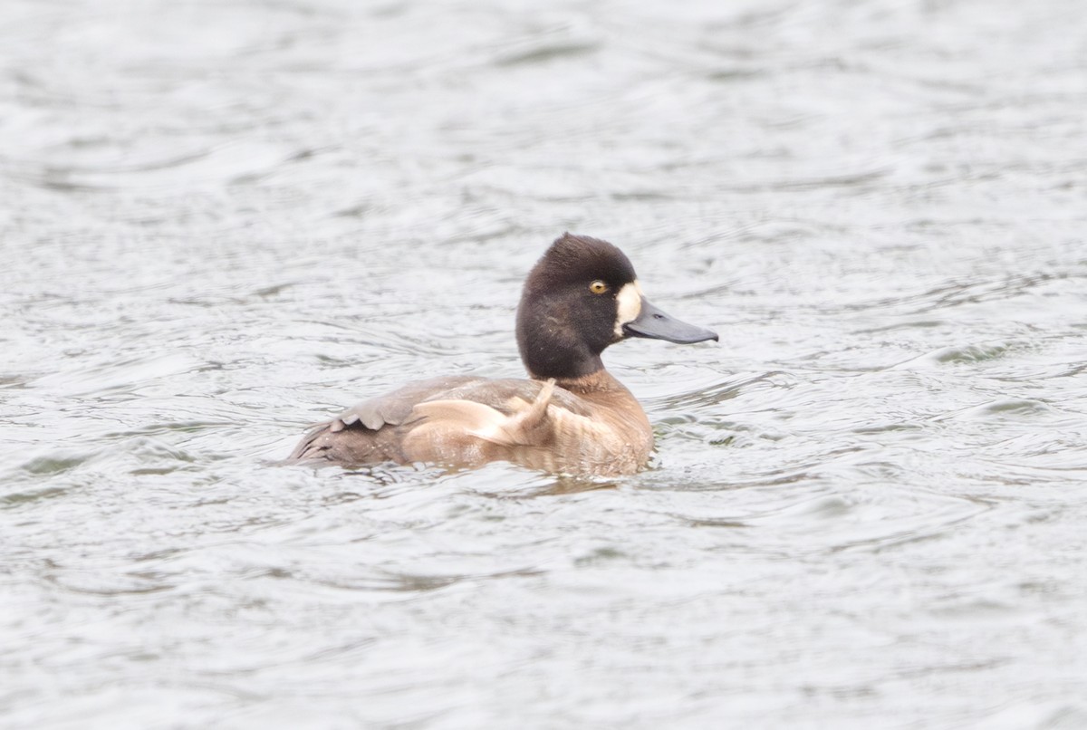 Lesser Scaup - ML644820012