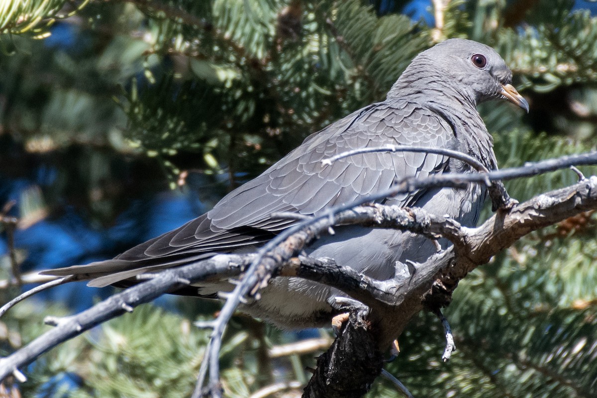 Band-tailed Pigeon - ML644820026