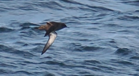 Sooty Shearwater - ML644820030