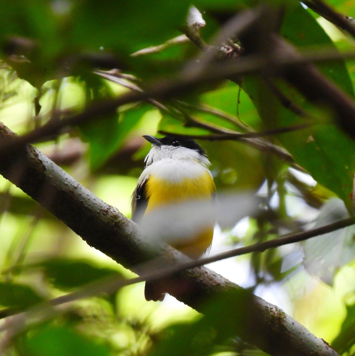 Ak Boyunlu Manakin - ML644820033